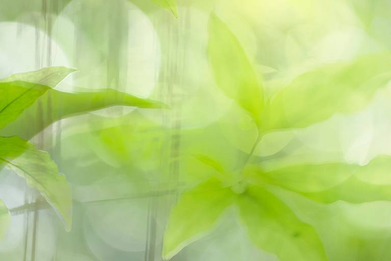 Série Sussurros da natureza