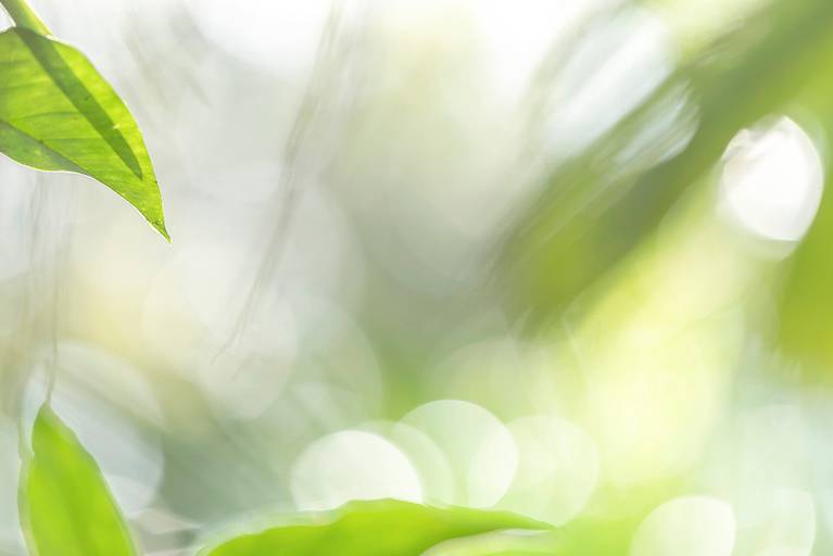 Série Sussurros da natureza