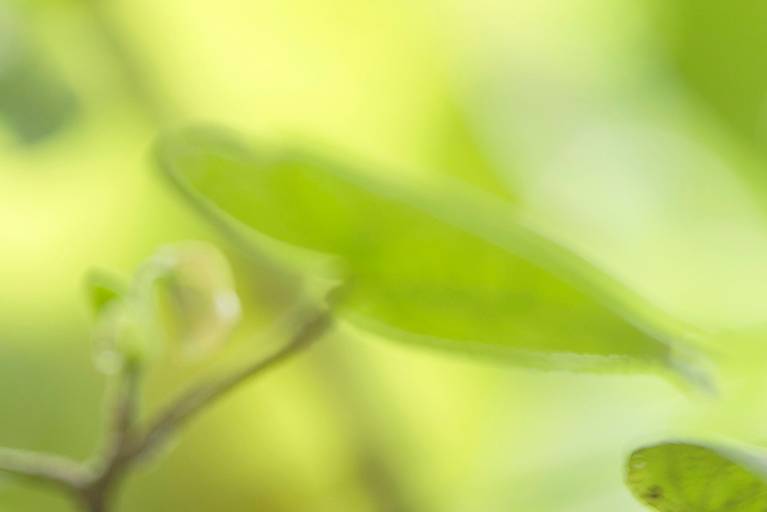 Série Sussurros da natureza