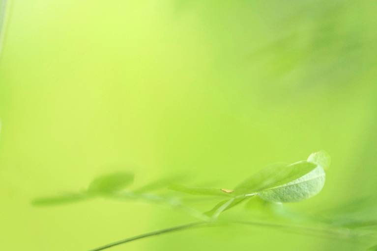 Série Sussurros da natureza