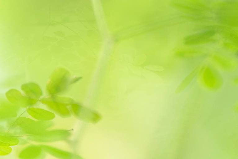 Série Sussurros da natureza