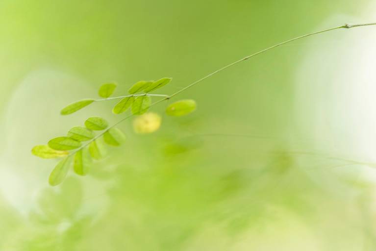 Série Sussurros da natureza