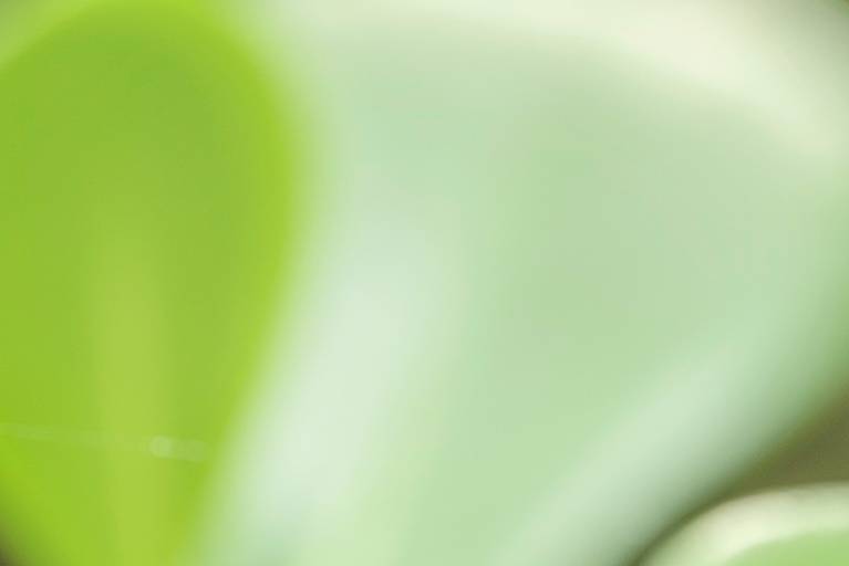 Série Sussurros da natureza