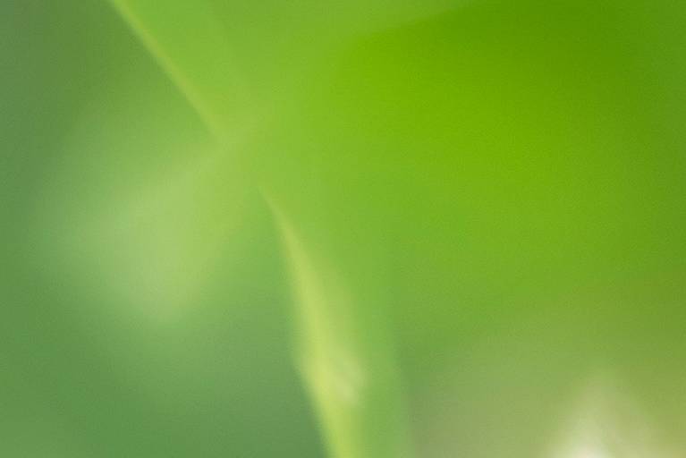 Série Sussurros da natureza