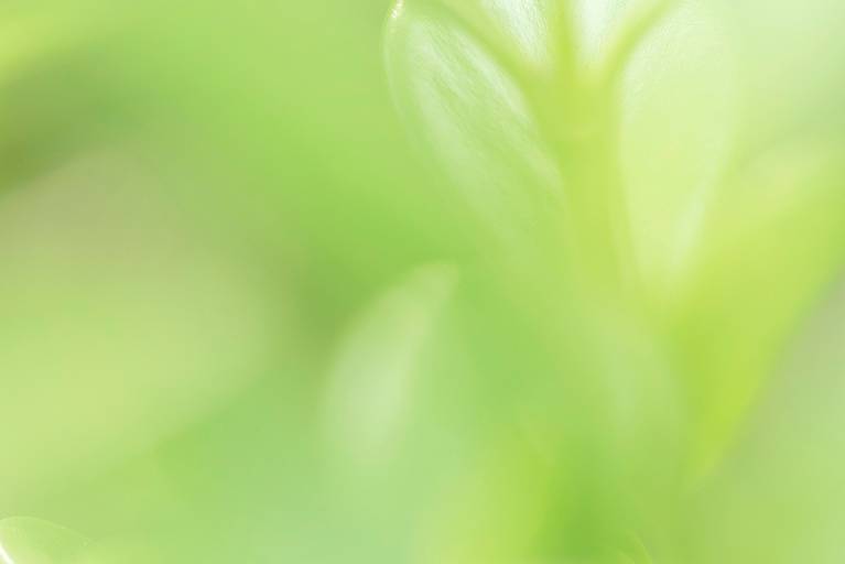 Série Sussurros da natureza