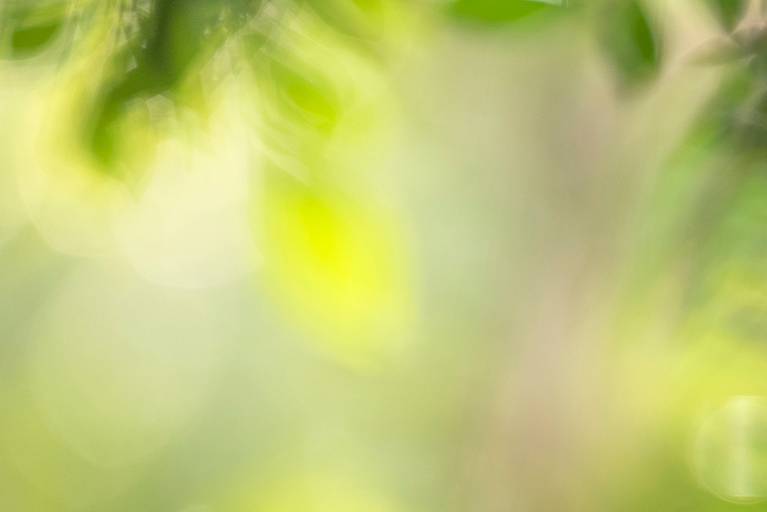 Série Sussurros da natureza