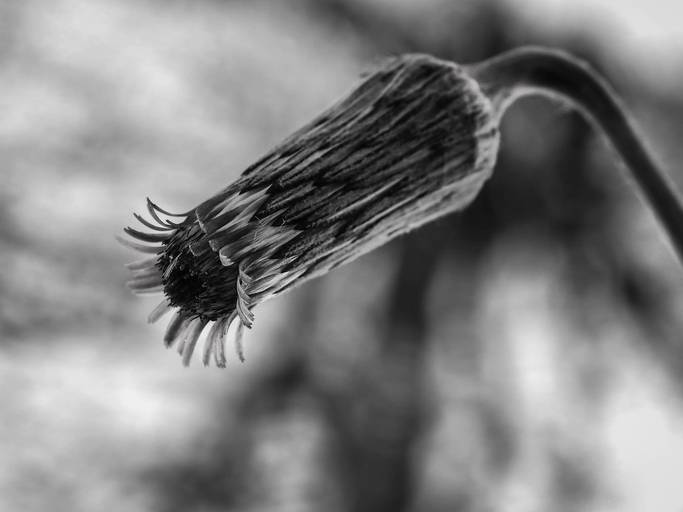 diente de león-blanco y negro-desenfoque de fondo-cerrado-perfecto-naturaleza-mágica-fotografía-de-irene-lblanc-arte-cielo-oscuro
