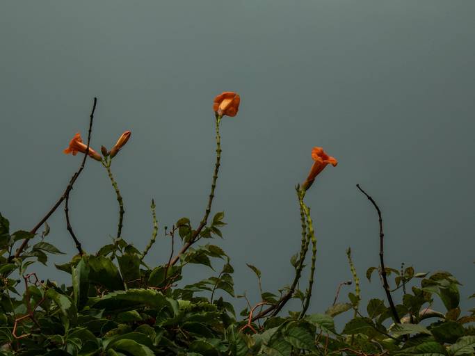 trepando al cielo-naturaleza-cielos-flores anaranjadas-cielo nublado-las-flores-parecen-trepar-y-llegar-al-cielo-