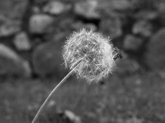 diente de león-fotografía blanco y negro-naturaleza