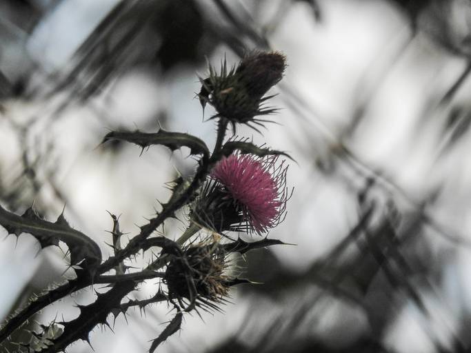 cardo-foto con desenfoque-efecto bokeh