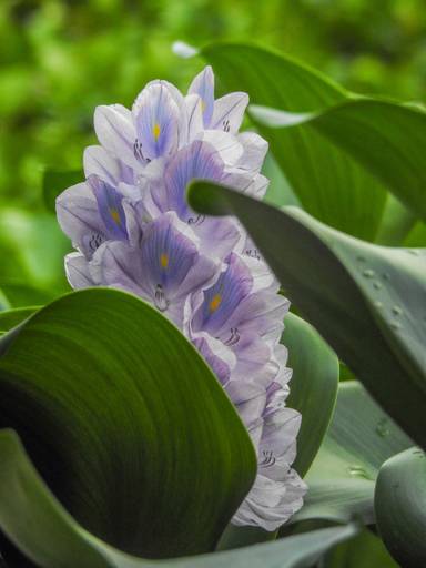 acuáticas-violeta-flor natural- hojas verdes