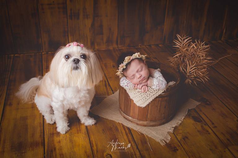 newborn book de recem nascido newborn com pet pose no baldinho fotografia de recem nascido estudio fotografico para recem nascido 