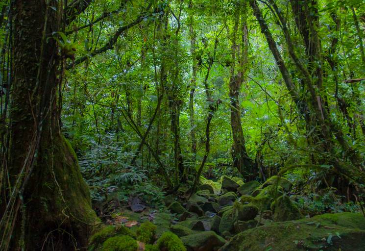 Ensaio de Nu Artístico em Florianopolis. Projeto Floresta Nua de autoria do fotografo Ricardo Zanetta. Beleza natural, empoderamento,poesia, encantamento, naturalidade, liberdade, encontro com a natureza, vida livre, inspiração rainha Aslaug Viking.
