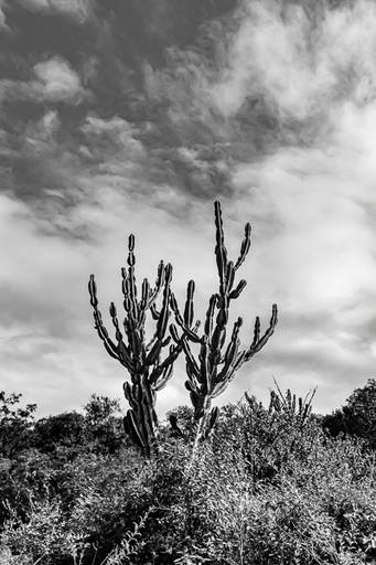 sertões - cactos
