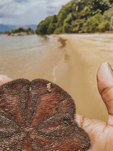 Angra dos Reis - Estrela do mar 