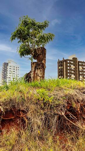 Força e Determinação da Natureza