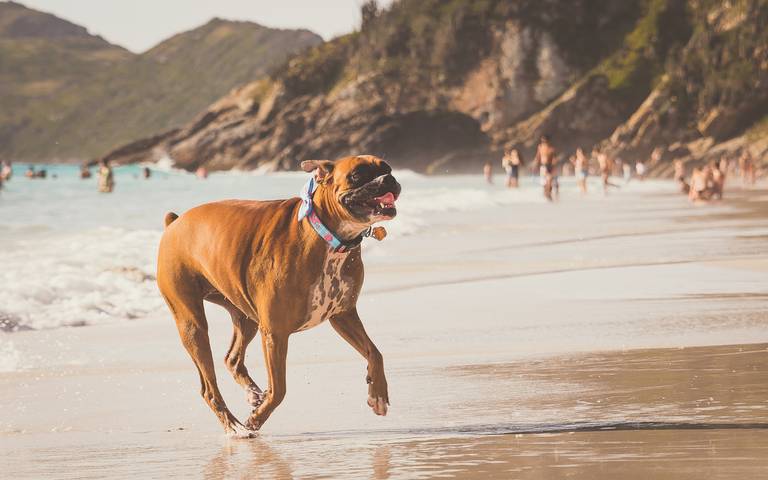 Boxer Gaia em Arraial do Cabo