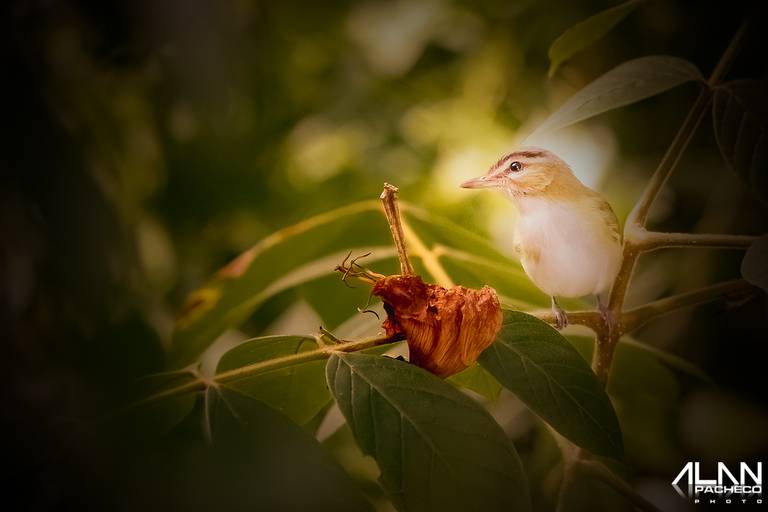 Mariquita de bico longo