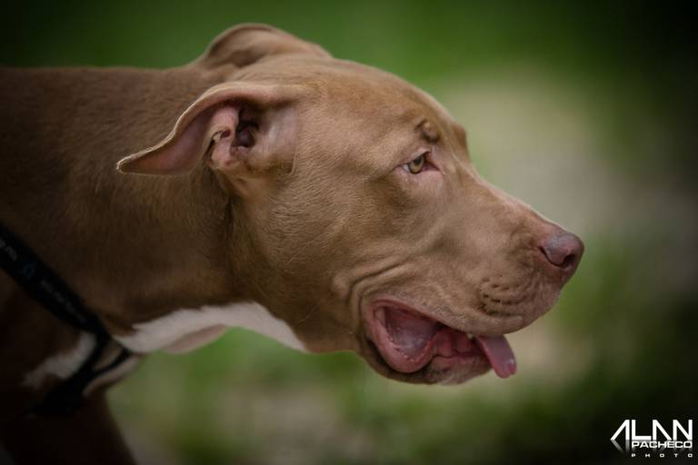 Pit Bull