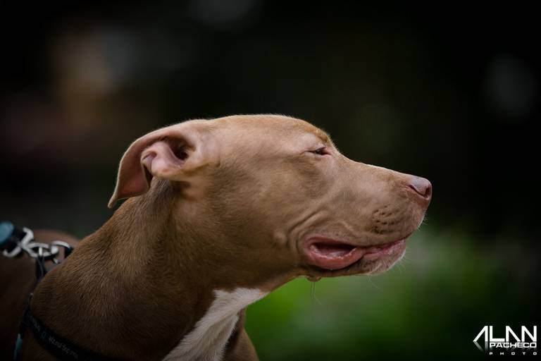 Pit Bull