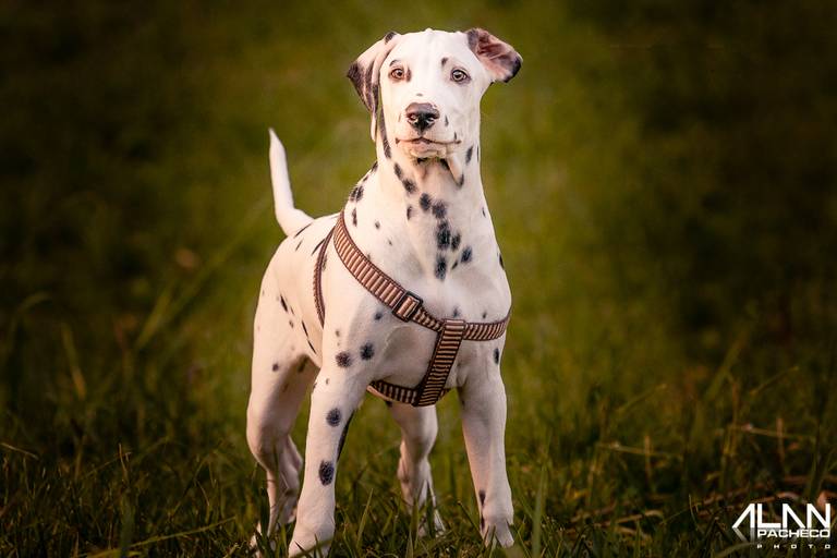 Dalmata