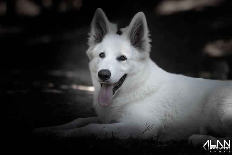 Pastor Branco Suíço