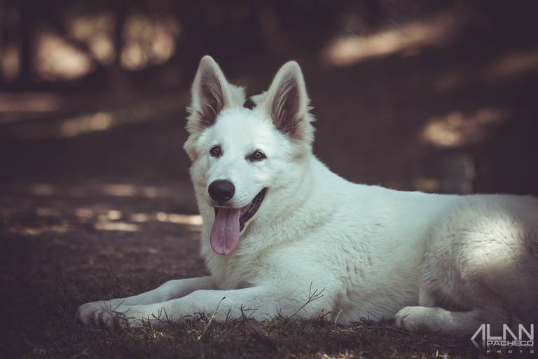 Pastor Branco Suíço 