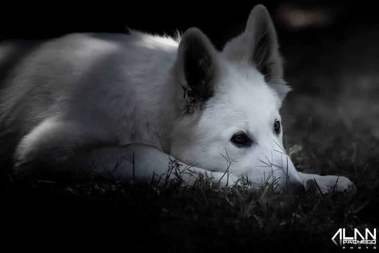 Pastor Branco Suíço