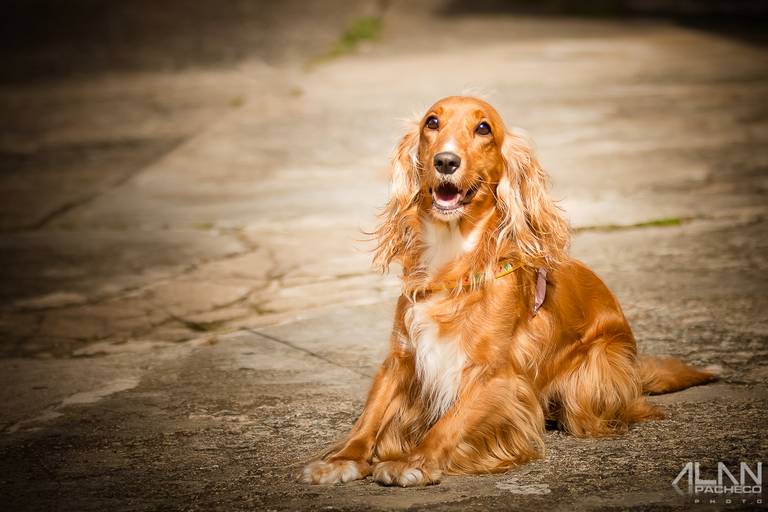 Cocker Spaniel