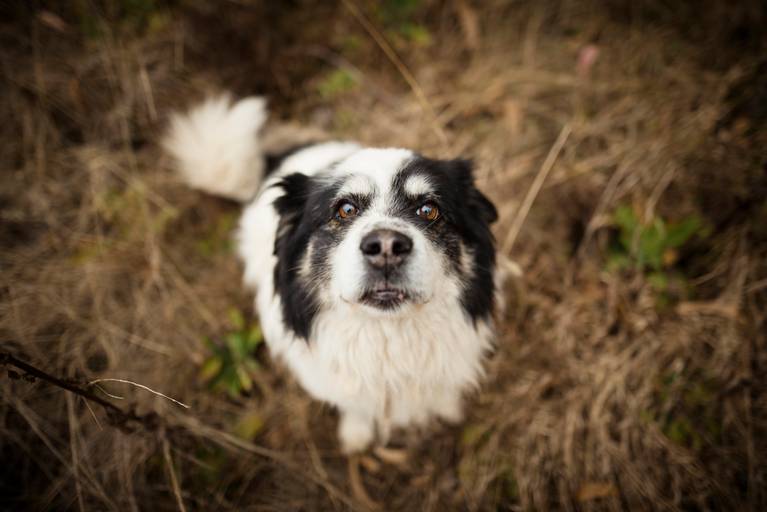 Fotografia de mascotas, perros, La Paz Bolivia