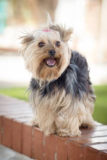 Fotografia de mascotas, perros, La Paz Bolivia
