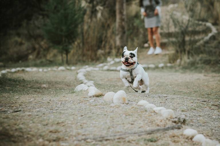 Fotografia de mascotas, perros, La Paz Bolivia