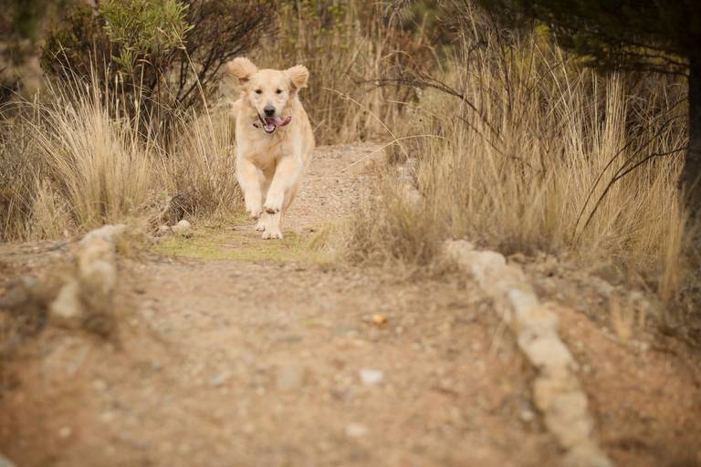 Fotografia de mascotas, perros, La Paz Bolivia