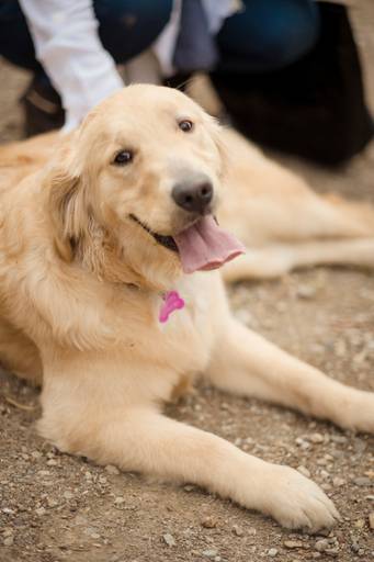 Fotografia de mascotas, perros, La Paz Bolivia
