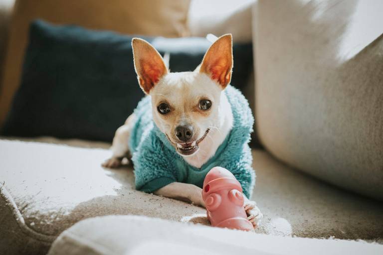 Fotografia de mascotas, perros, La Paz Bolivia