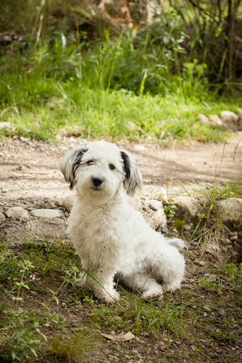 Fotografia de mascotas, perros, La Paz Bolivia