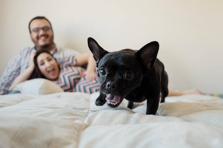 Fotografia de mascotas, perros, La Paz Bolivia