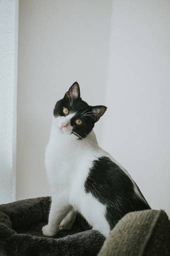 Fotografia de mascotas, perros, La Paz Bolivia