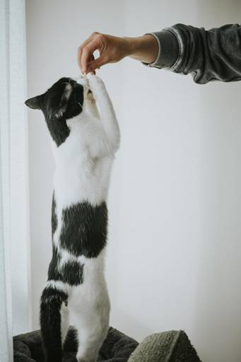 Fotografia de mascotas, perros, La Paz Bolivia