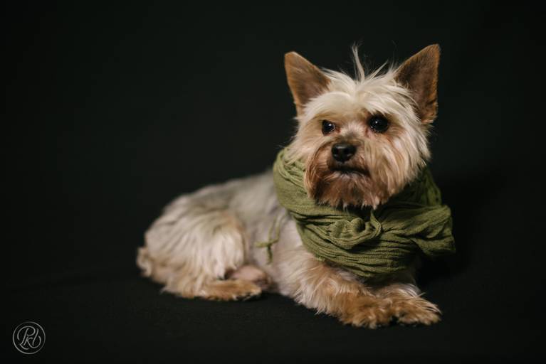 Fotografia de mascotas, perros, La Paz Bolivia