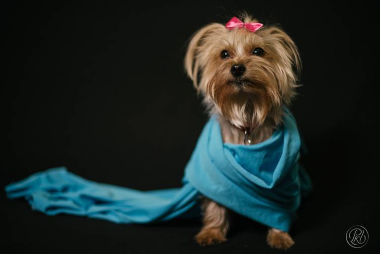 Fotografia de mascotas, perros, La Paz Bolivia