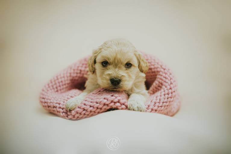 Fotografia de mascotas, perros, La Paz Bolivia