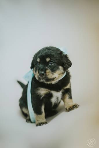 Fotografia de mascotas, perros, La Paz Bolivia