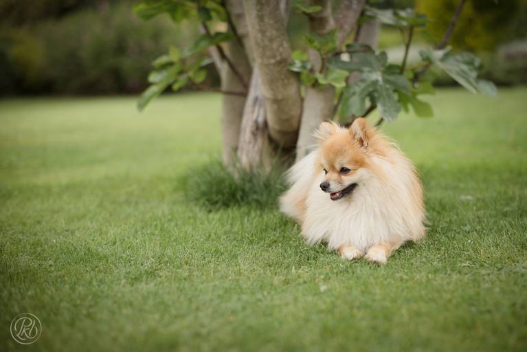 Fotografia de mascotas, perros, La Paz Bolivia