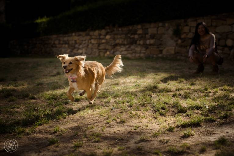 Fotografia de mascotas, perros, La Paz Bolivia