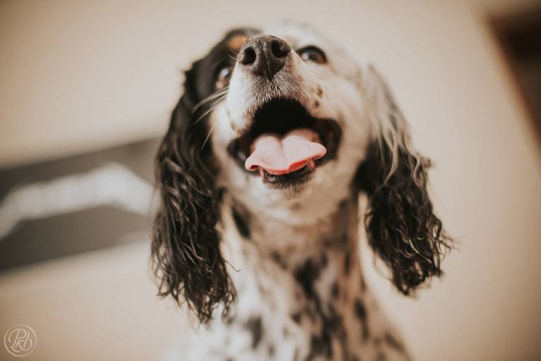 Fotografia de mascotas, perros, La Paz Bolivia