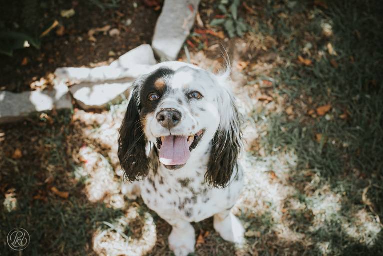 Fotografia de mascotas, perros, La Paz Bolivia