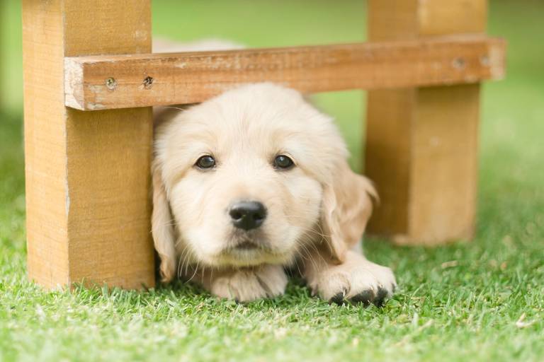 Fotografia de mascotas, perros, La Paz Bolivia
