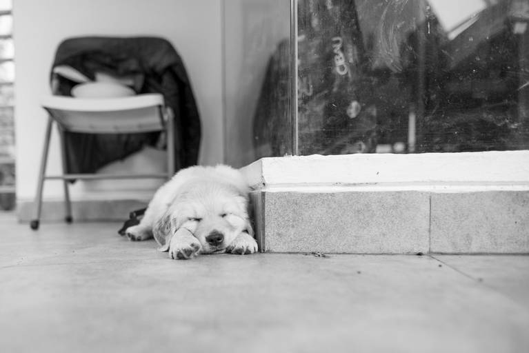 Fotografia de mascotas, perros, La Paz Bolivia