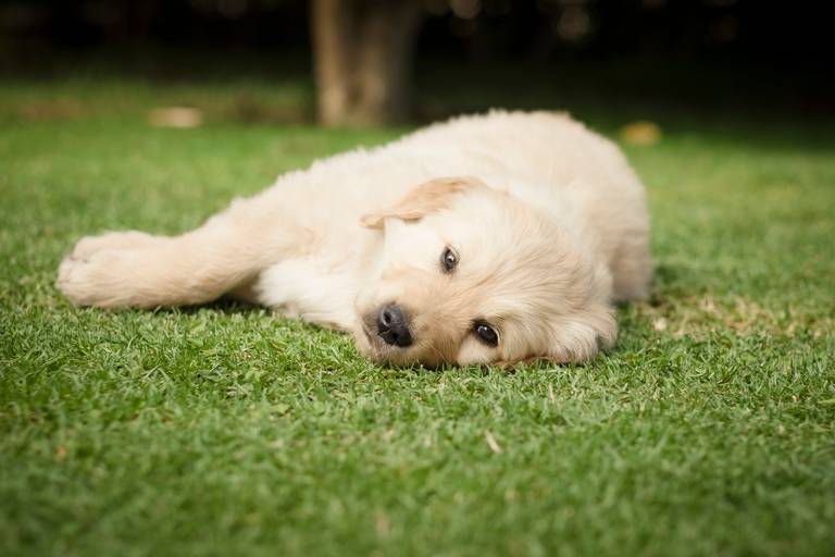 Fotografia de mascotas, perros, La Paz Bolivia
